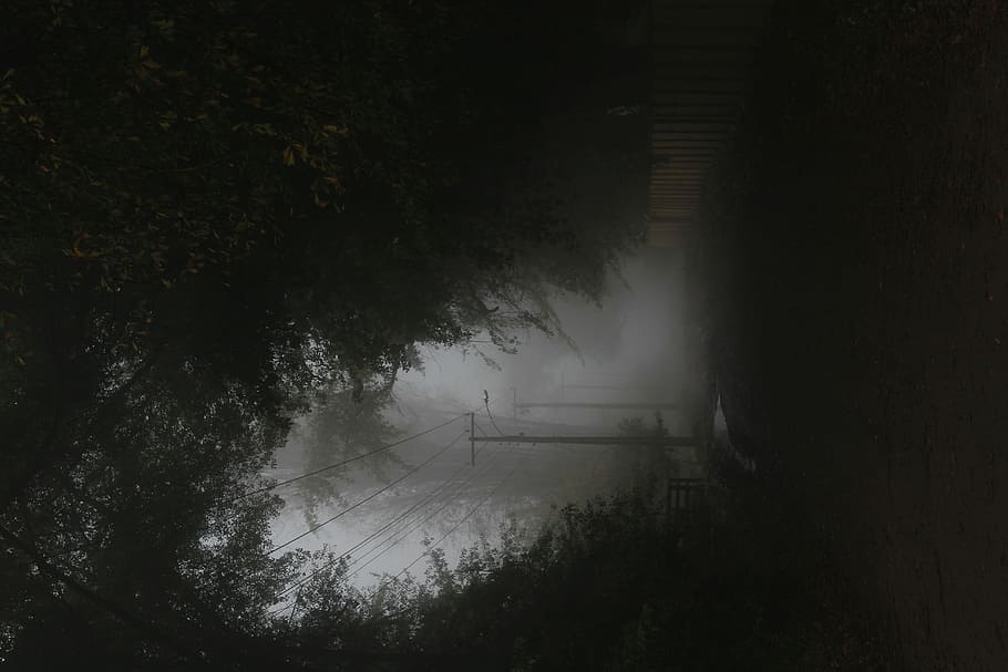 worm' eye view of black tree, fog, dark, road, empty, power line HD wallpaper