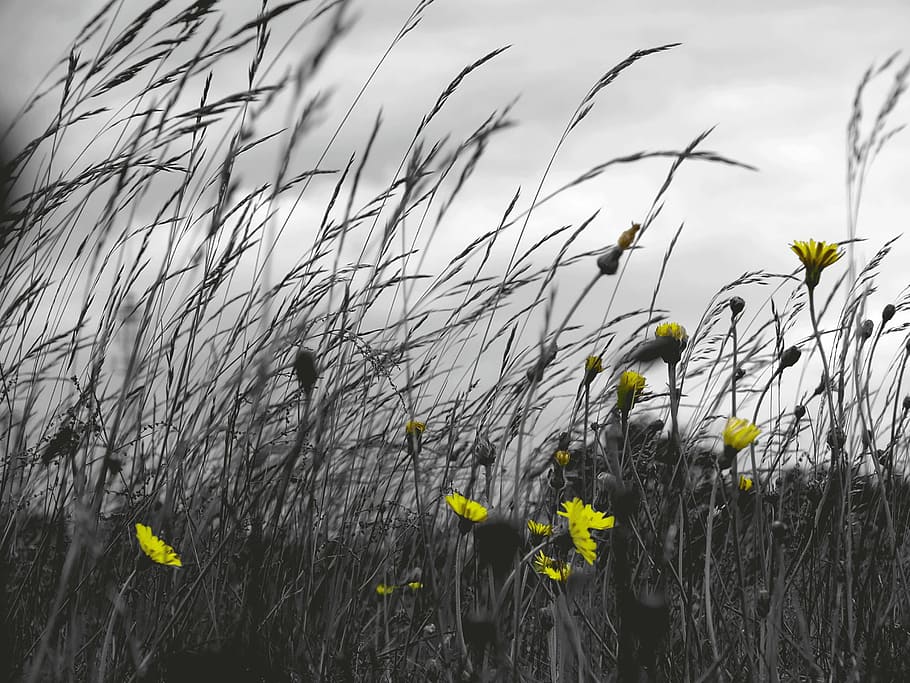 grass, field, windy, clouds, flowers, yellow, isolated, gray HD wallpaper