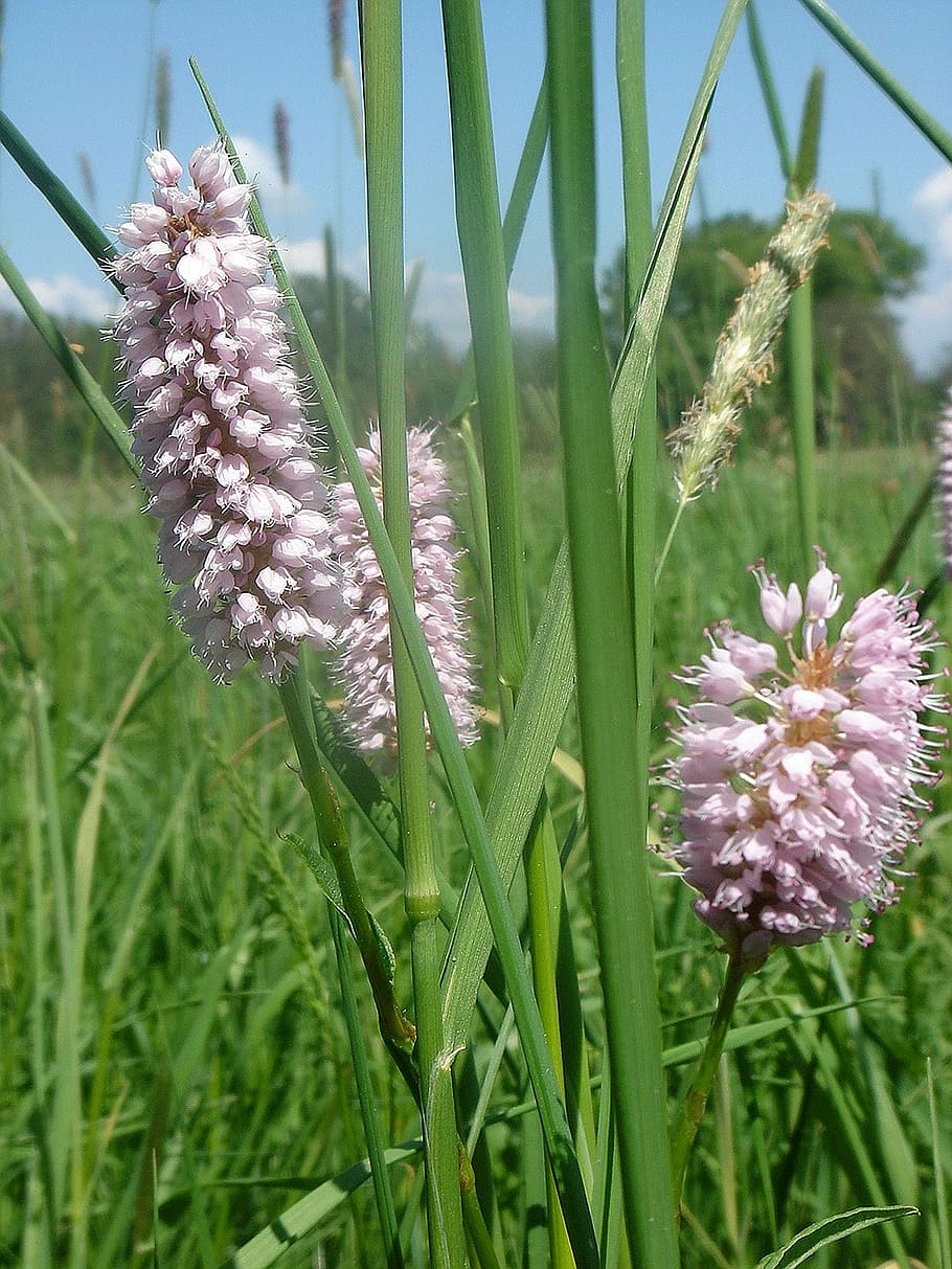 meadow, spring, plantain, flower, flowering plant, growth, beauty in nature HD wallpaper