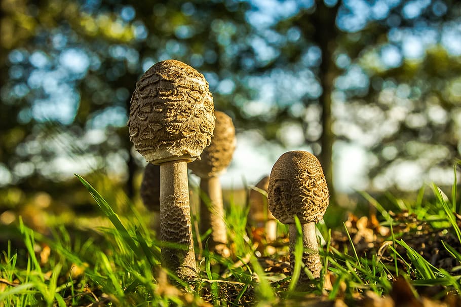 mushrooms, forest, priroda, plant, fungus, growth, vegetable HD wallpaper