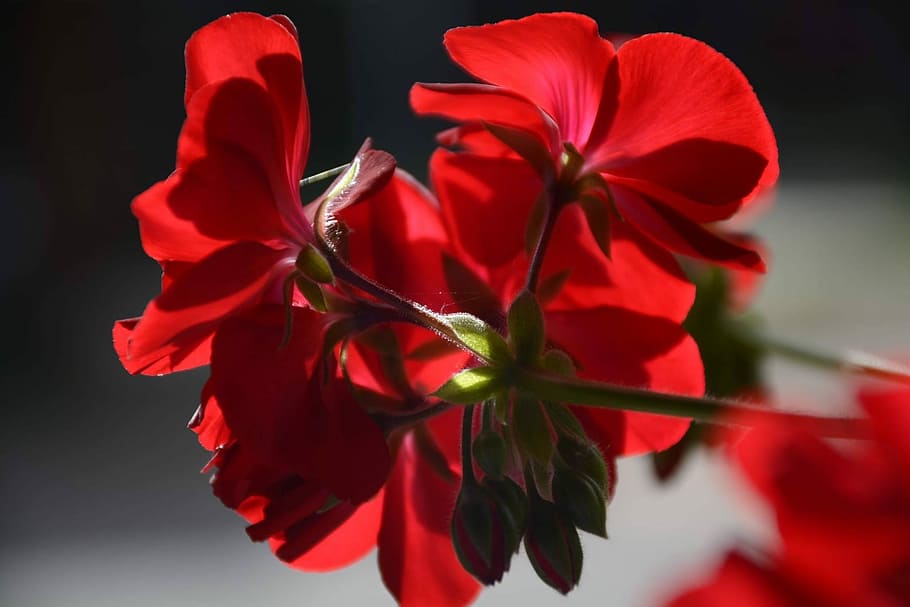 Flower, Geranium, red, petal, leaf, plant, close-up, flowering plant HD wallpaper