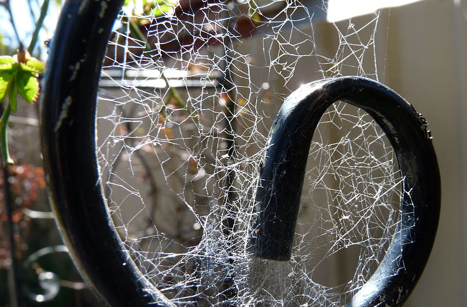 cobweb, spider, garden, no people, close-up, focus on foreground HD wallpaper