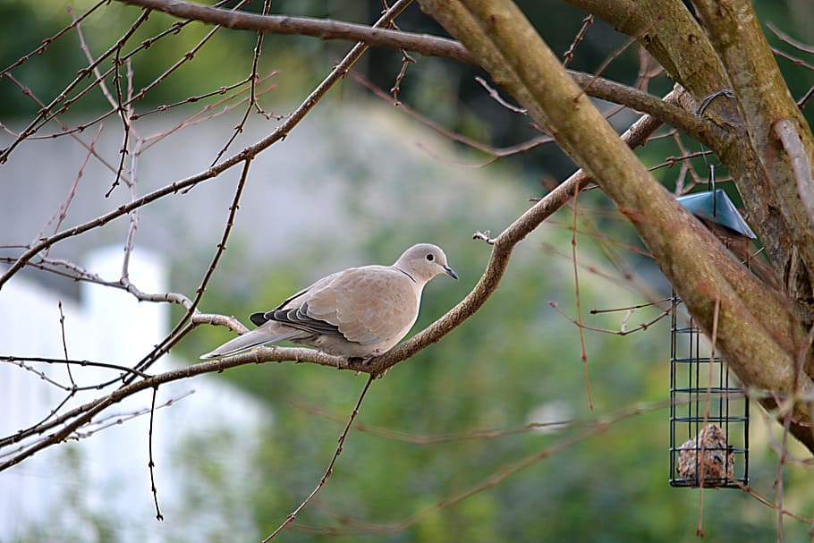 Dove, Bird, Cute, Animals, Garden, ornithology, wild, collared dove, HD wallpaper