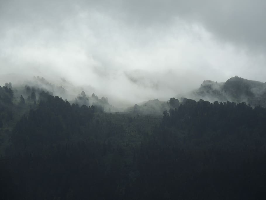 silhouette of mountain covered by fogs, tall trees under foggy weather HD wallpaper