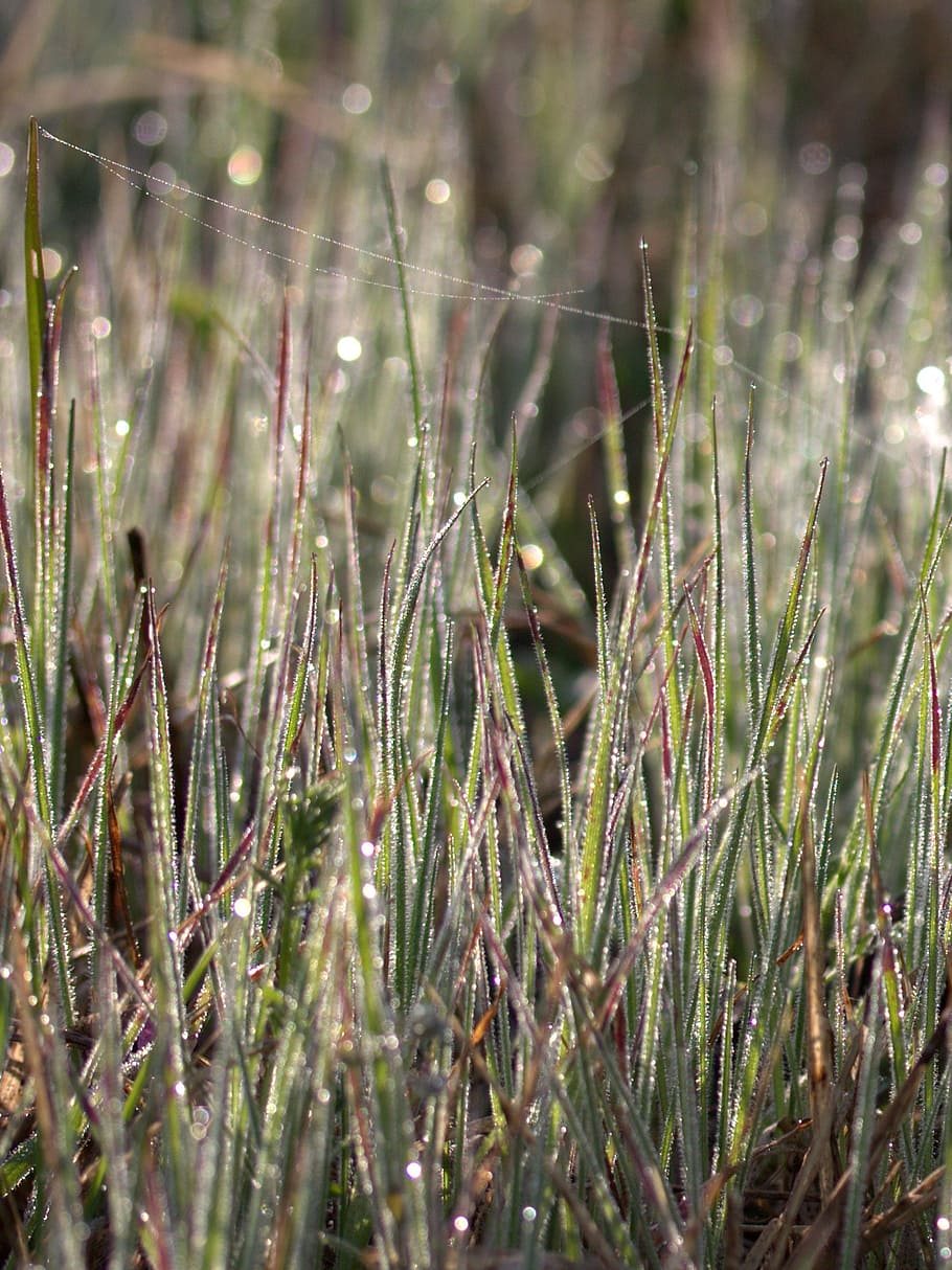 grass, dew, bokeh, green, morning, nature, plant, growth, beauty in nature HD wallpaper