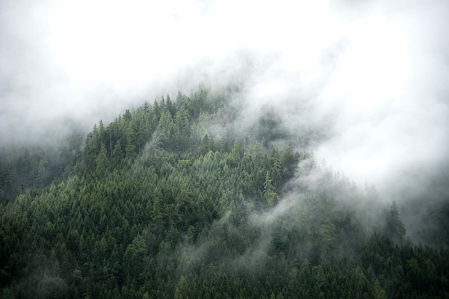aerial shot of trees, aerial view photography of green forest covered by fog HD wallpaper
