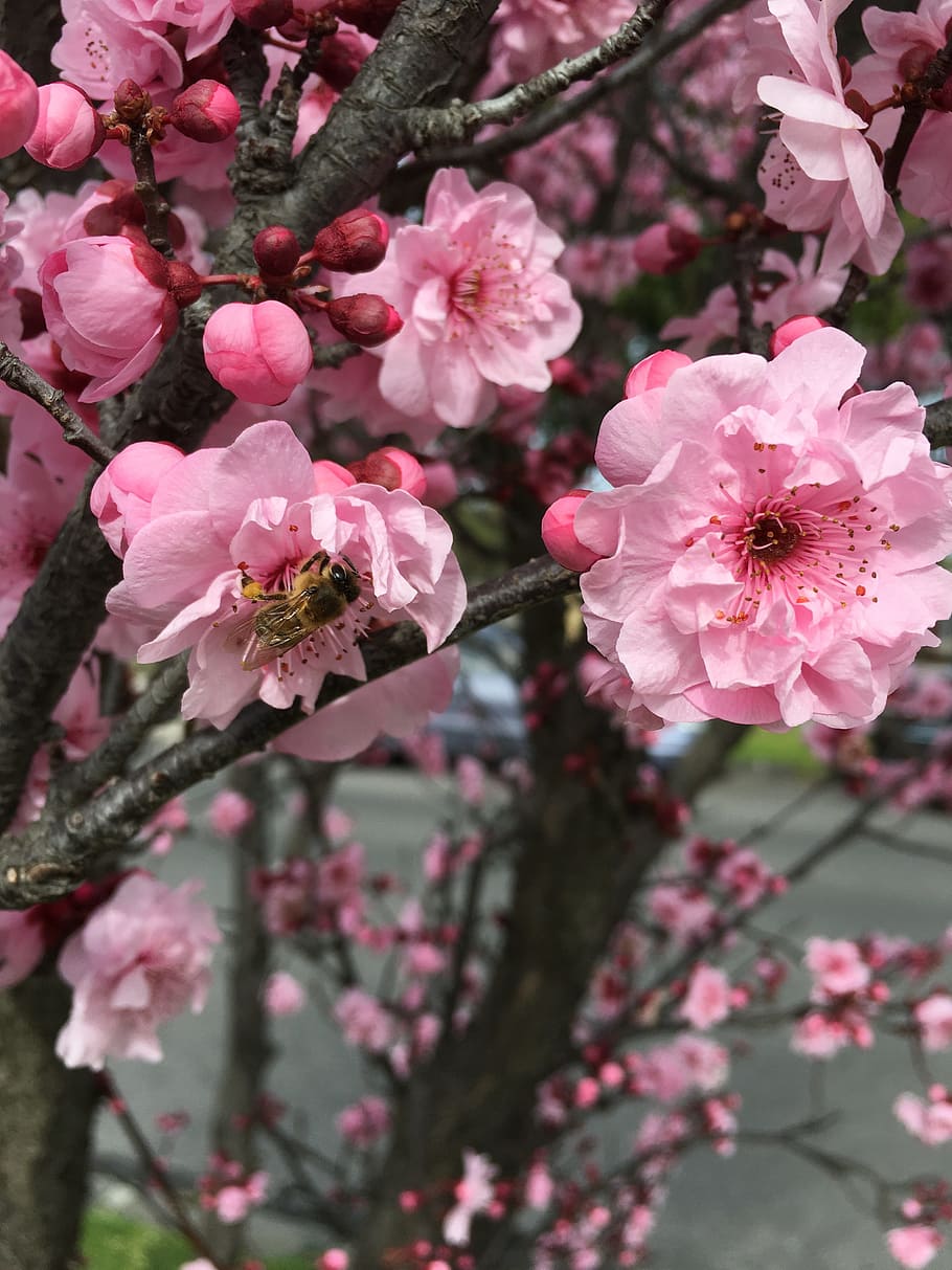 bee, spring, cherry, smell, branch, nature, blossom, flora HD wallpaper