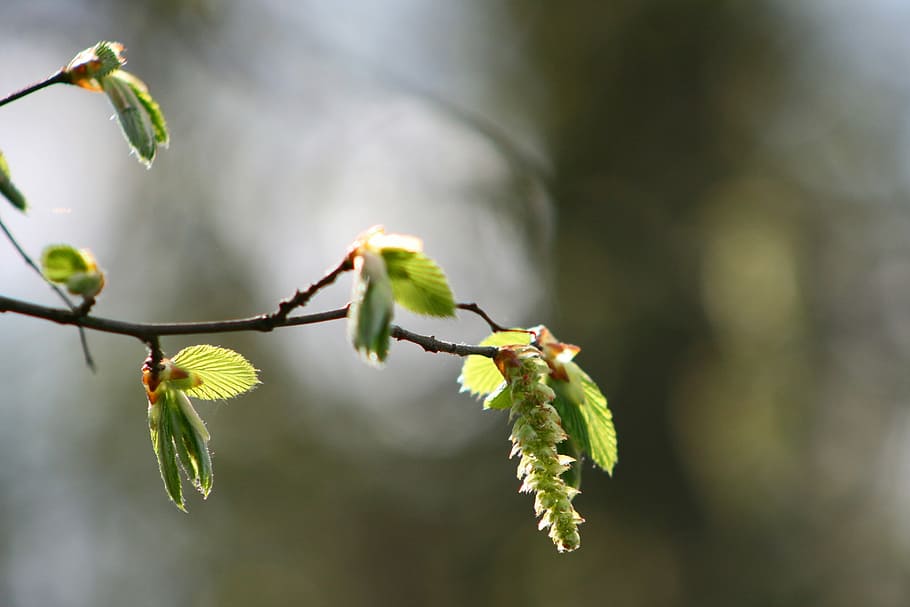 leaf, nature, tree, plant, growth, focus on foreground, close-up HD wallpaper