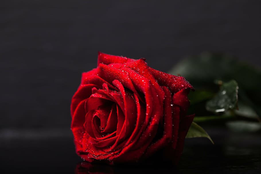 HD wallpaper: red rose flower, black, botany, closeup, concept, dark, drops  | Wallpaper Flare