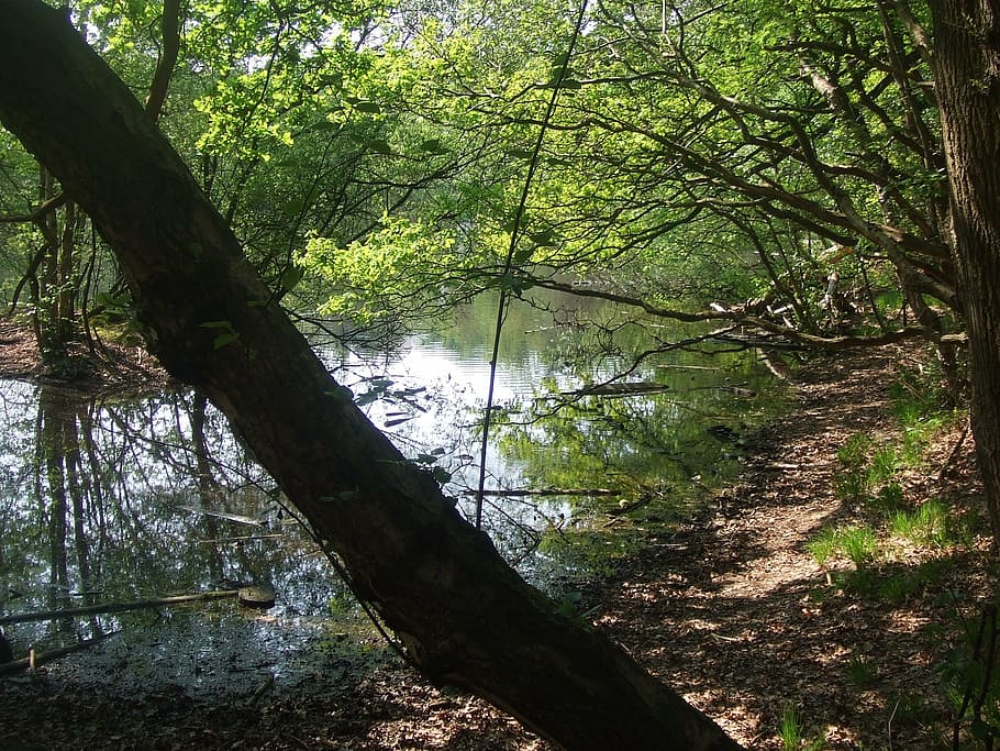 water, trees, light, atmosphere, mirroring, nature, forest HD wallpaper