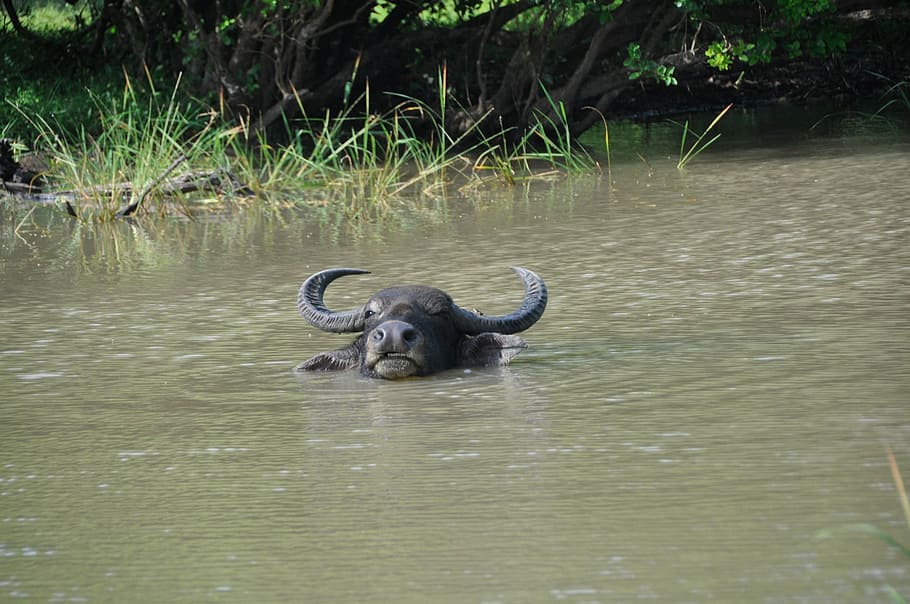 buffalo, water, bath, cool, animal, mammal, sri, lanka, animal themes HD wallpaper