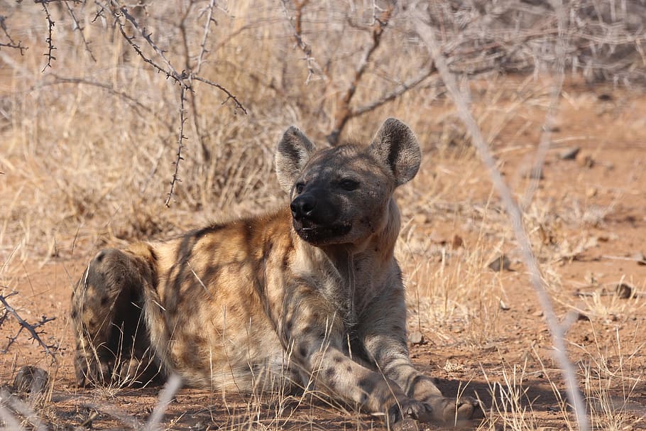 hyena, scavenger, wild, spotted, kruger, africa, wildlife, animal