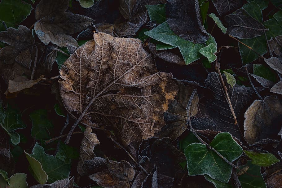 brown and green leaf lot, close-up photography of dried leaf HD wallpaper