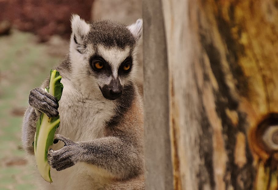 brown lemur carrying fruit, monkey, cute, eat, zoo, äffchen, HD wallpaper