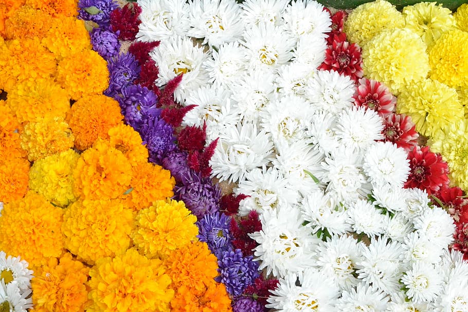 Flowers, Floral, Pattern, floral pattern, yellow, white color HD wallpaper