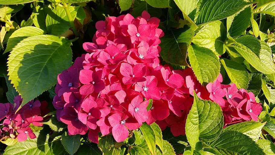 hydrangea, flower, blossom, bloom, red, hydrangea flower, plant HD wallpaper