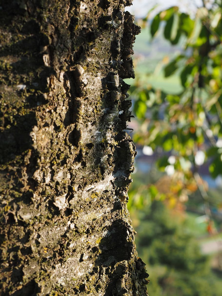 ringelborke, bark, cherry, cherry bark, tree bark, log, tree trunk HD wallpaper