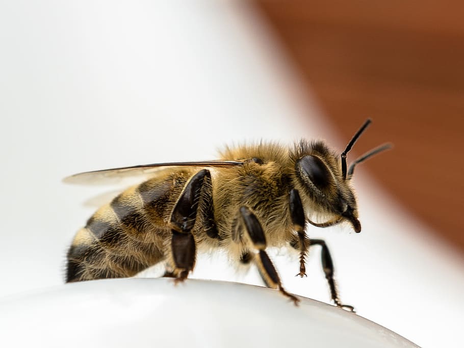Bee, Close, Insect, Side View, one animal, animal wildlife HD wallpaper