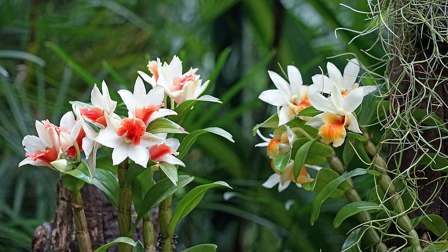 orchid, botanical garden, singapore, plant, tropical, park, HD wallpaper