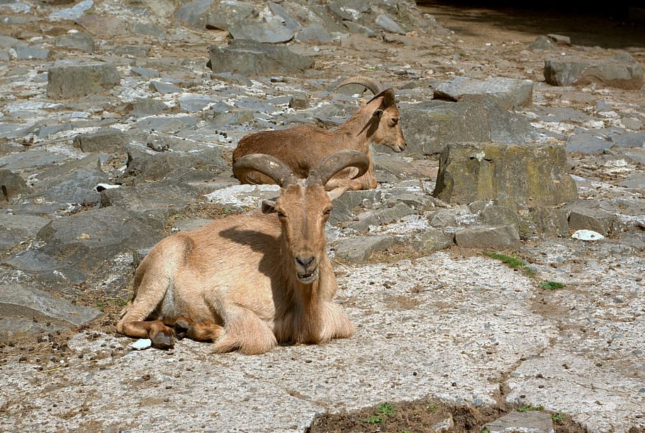 Animals, Horns, Wild, Brown, animals in the wild, animal wildlife HD wallpaper