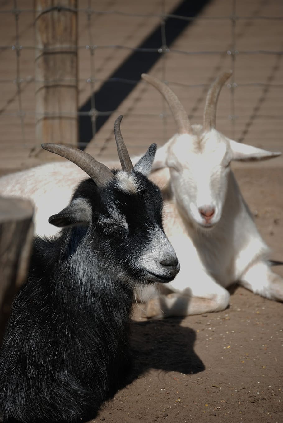 Goat, Zoo, Black, White, Animal, Mammal, wool, fur, farm, cute, HD wallpaper