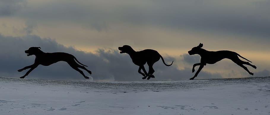 silhouette of three dogs, dog run, great dane, animal themes, HD wallpaper