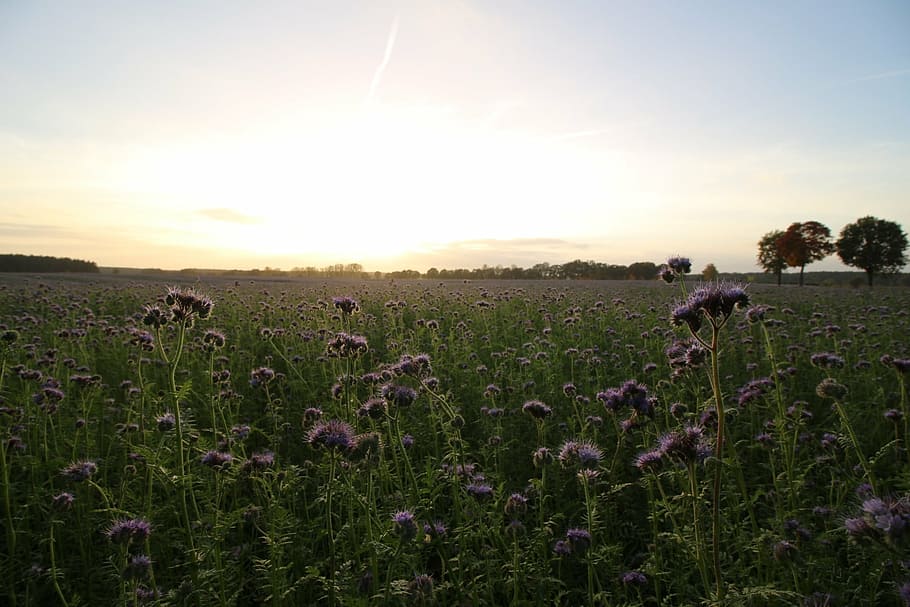 phacelia, bees, field, abendstimmung, sunset, bee friend, sunlight HD wallpaper