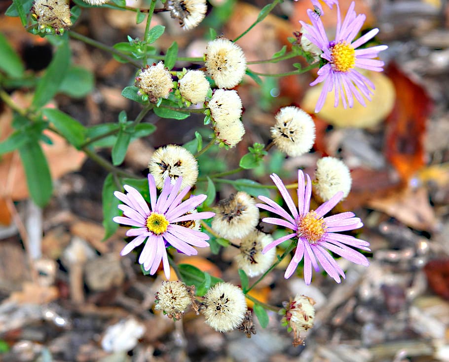 flower, plant, violet, spring, flowers, bloom, flowering plant HD wallpaper
