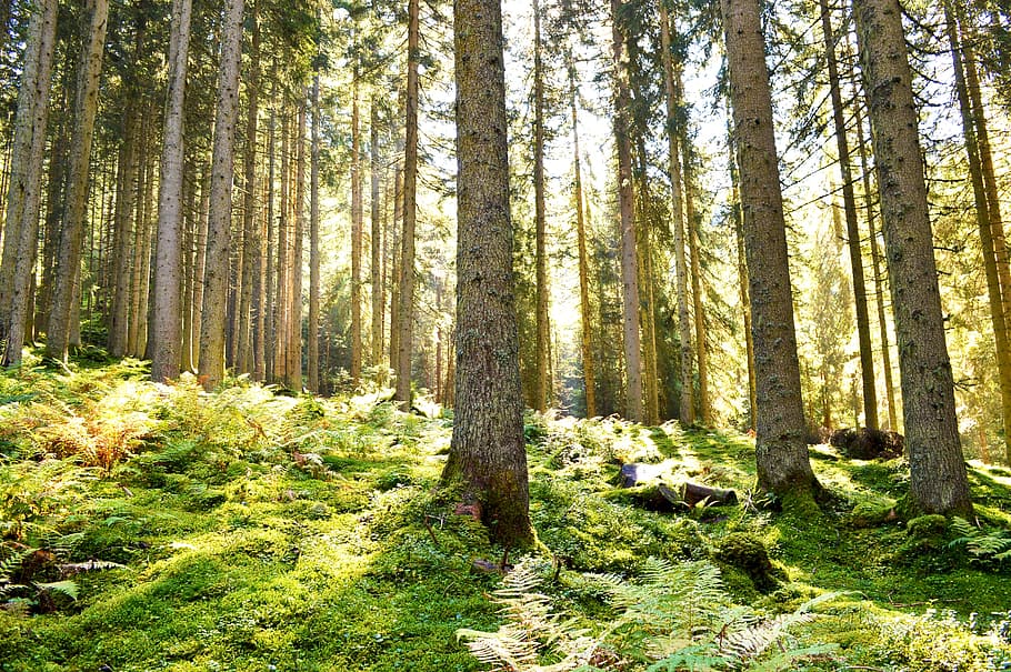 forest, light, green, energy, austria, sun, landscape, nature HD wallpaper