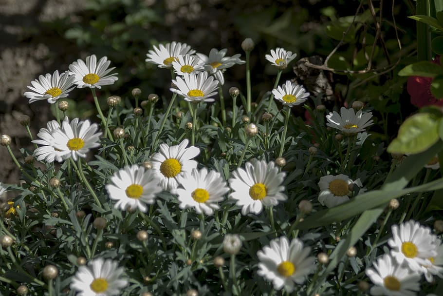 Spring, Flowers, Bush, Plant, margrite, blossom, bloom, white HD wallpaper
