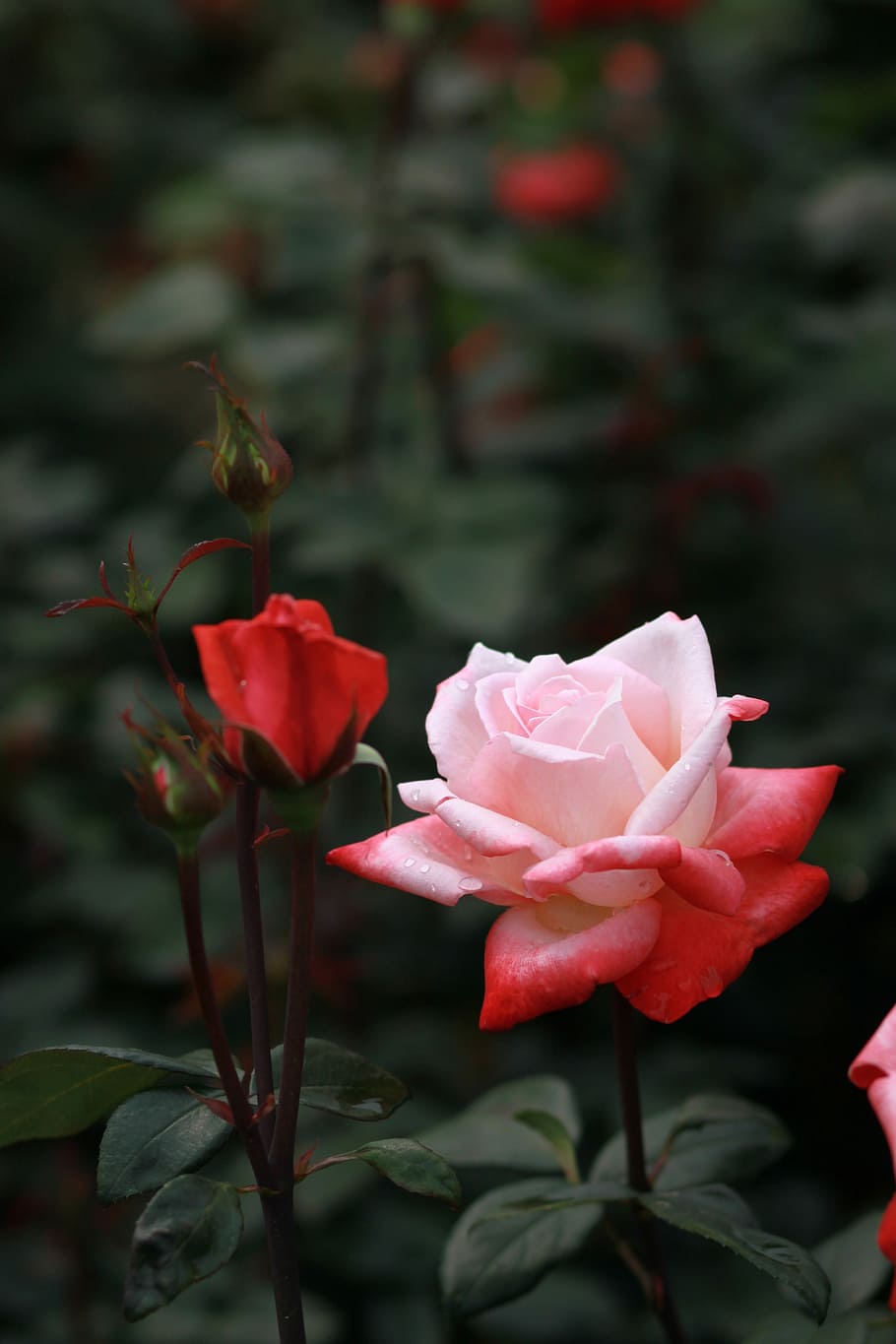 shallow focus of red rose, flowers, nature, plants, leaf, garden HD wallpaper