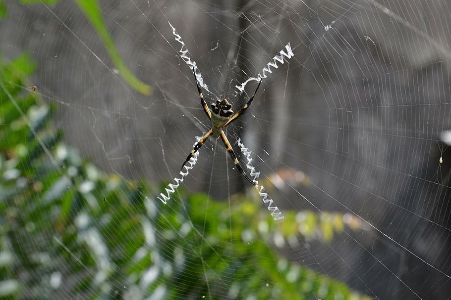 animal, spider, web, danger, nature, arachnid, garden, insects HD wallpaper