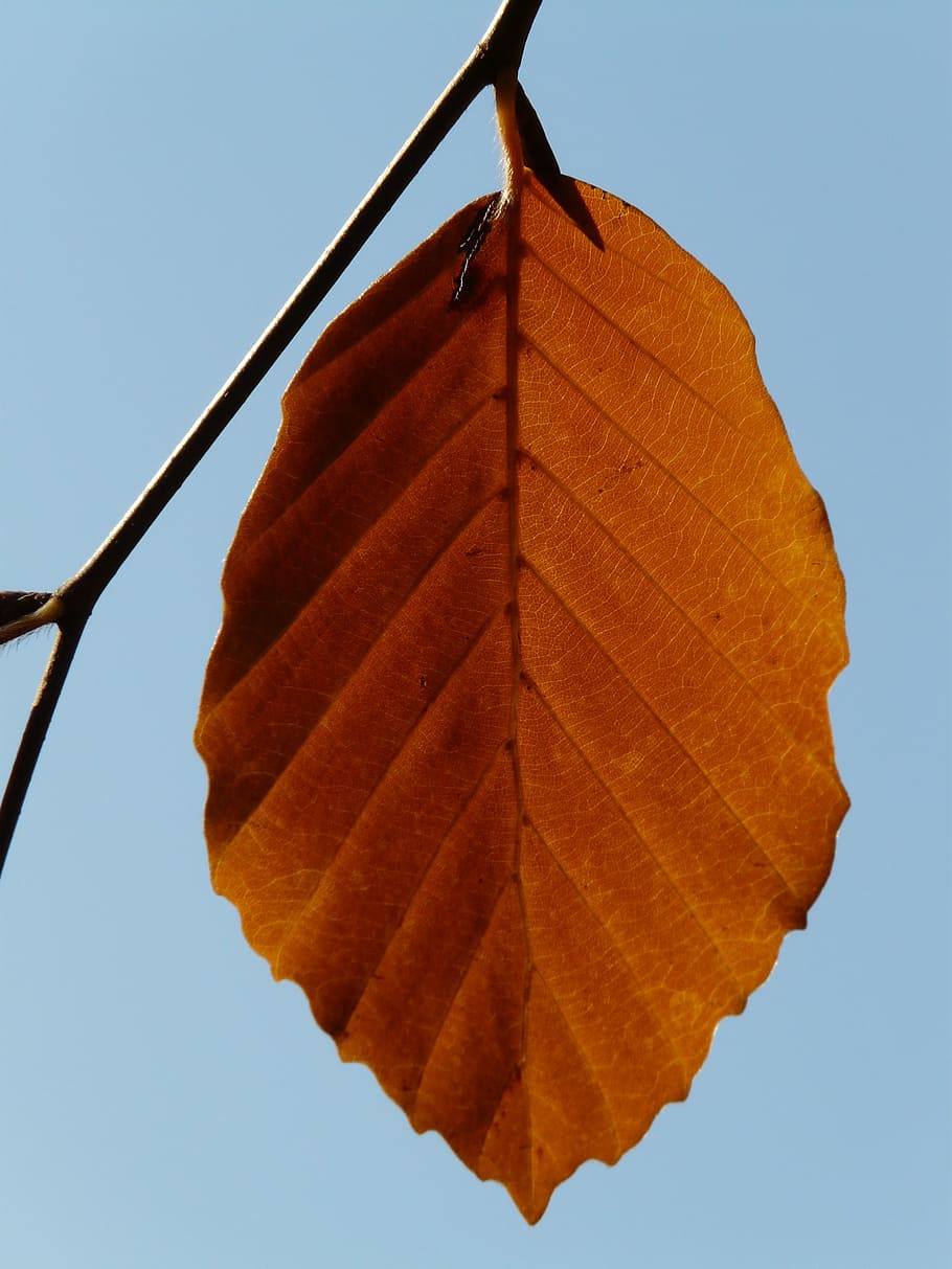 leaf, loneliness, alone, beech, fagus sylvatica, deciduous tree, HD wallpaper
