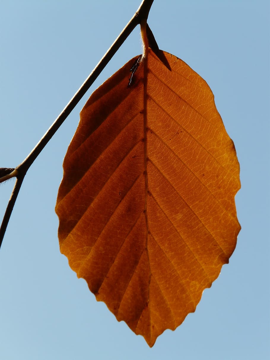 leaf, loneliness, alone, beech, fagus sylvatica, deciduous tree HD wallpaper