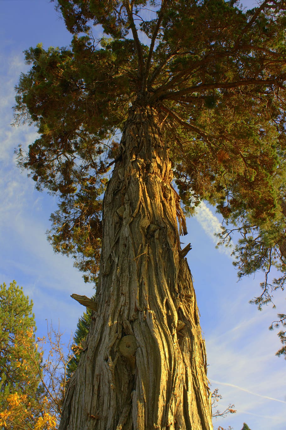 Trunk, Pine, Tree, Wood, Forest, Natural, nature, environment HD wallpaper