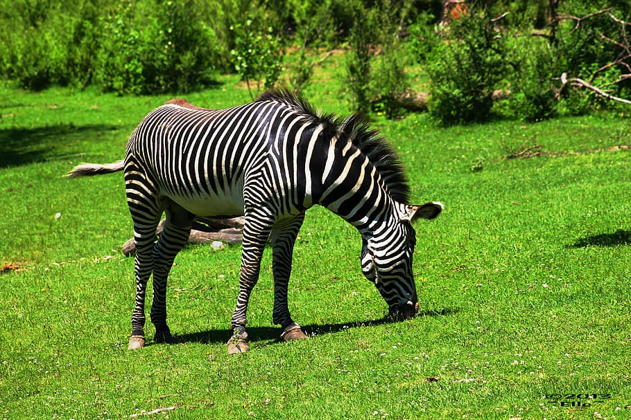 zebra, black white, striped, zoo, wildlife, texture, safari HD wallpaper