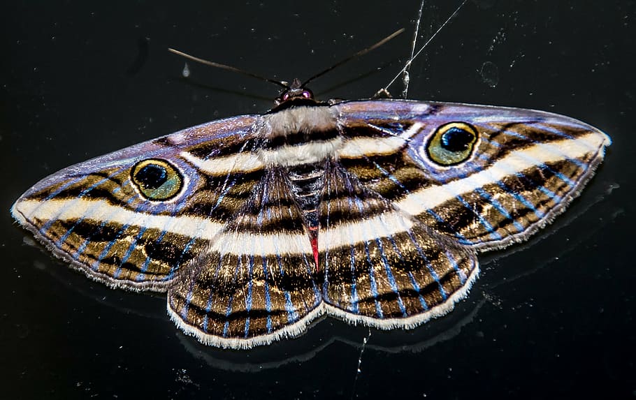 brown and white butterfly, moth, insect, large, black, purple HD wallpaper