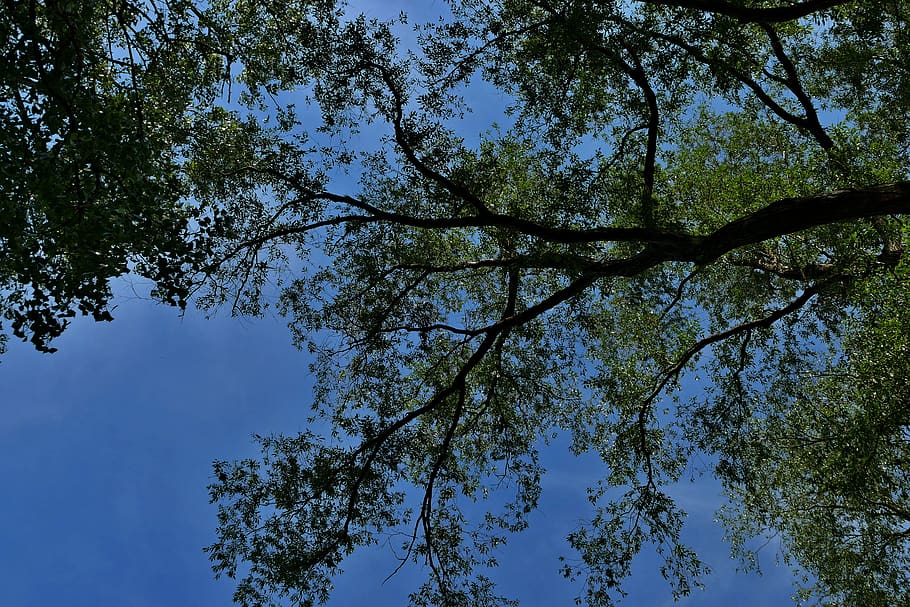 forest, trees, branches, foliage, blue, sky, poplar, spring HD wallpaper