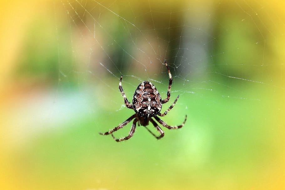spider, cobweb, araneus, spider's web, insect, nature, summer HD wallpaper