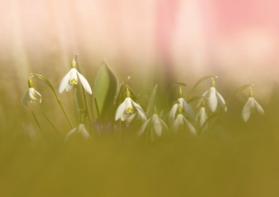 snowdrops, grass, spring, white, flowers, white flower, cluster HD wallpaper