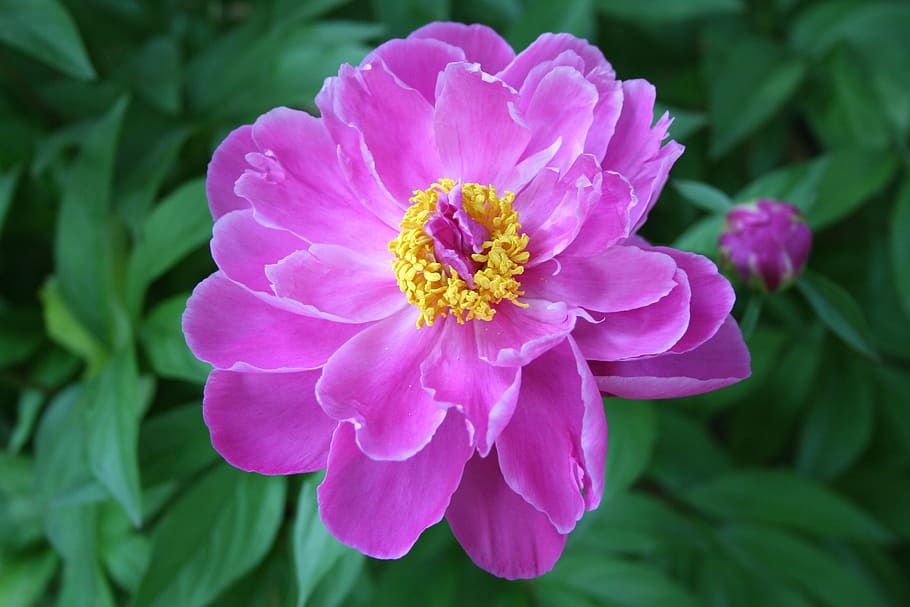 pink peony flower in selective focus photography, paeonia, perennial, HD wallpaper
