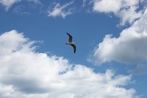 seagull, sky, wind, clouds, background, bird, fly, cloud - sky HD wallpaper
