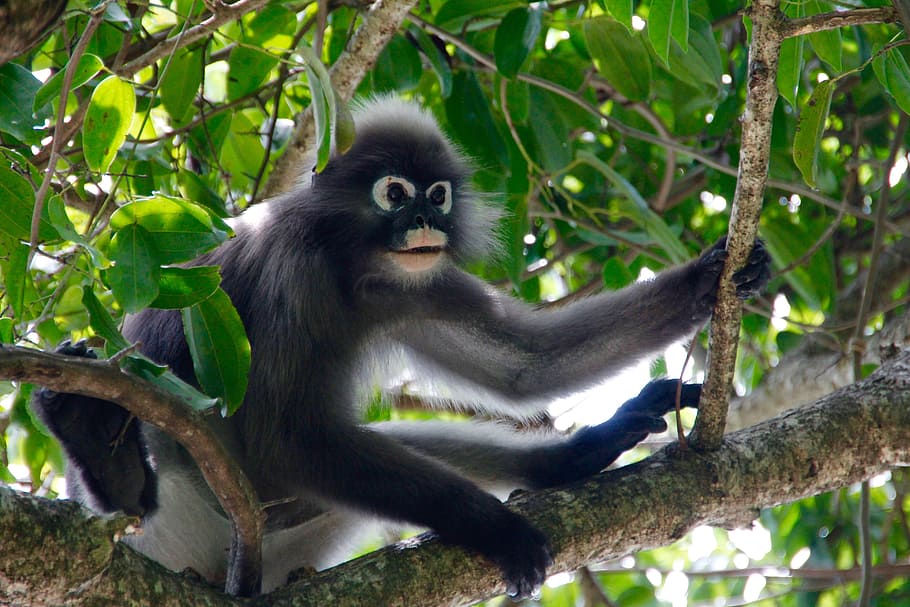 black monkey on tree branch, glasses, langur, jungle, animal, HD wallpaper