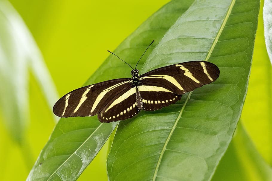 Butterfly, Insect, Close, Macro, animals in the wild, one animal HD wallpaper