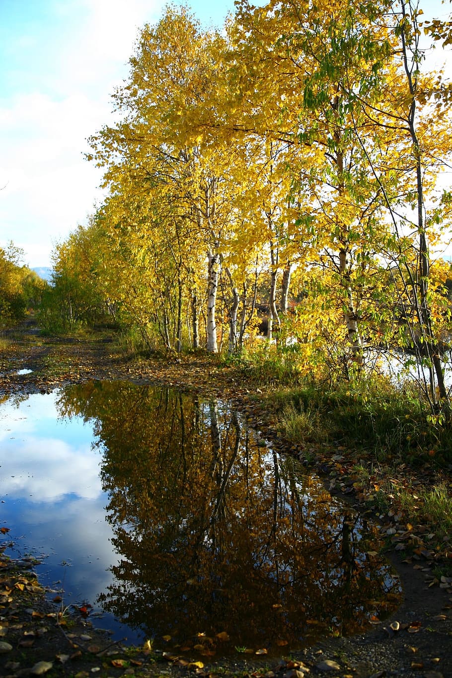 autumn, forest, lake, reflection, autumn forest, golden autumn HD wallpaper