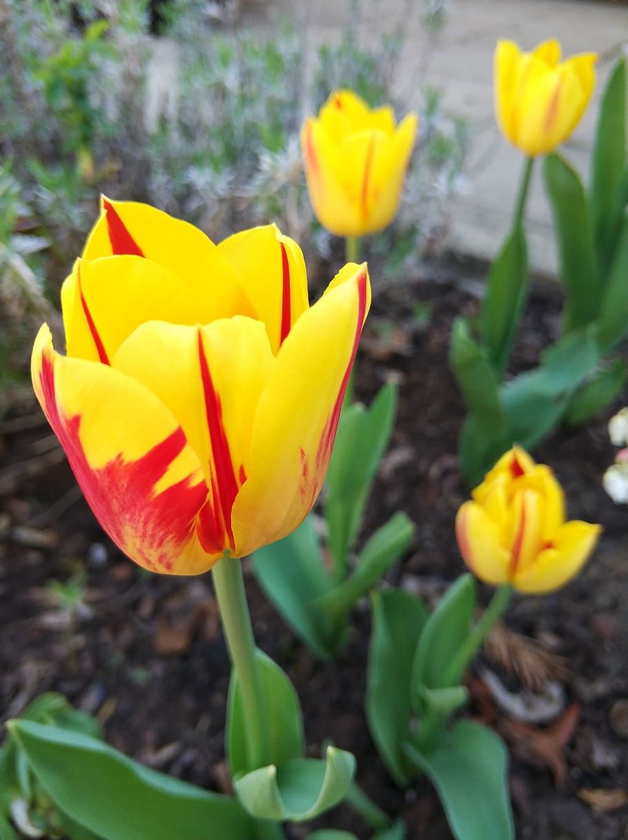 tulips, yellow, flowering plant, vulnerability, fragility, petal HD wallpaper