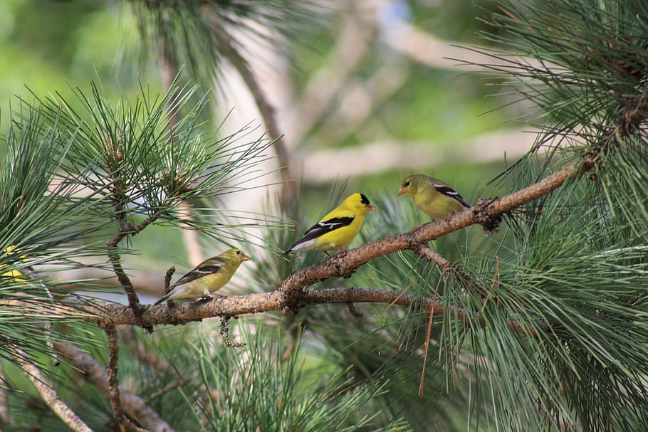 nature, chickadee, bird, wildlife, animal, branch, tree, animals In The Wild HD wallpaper