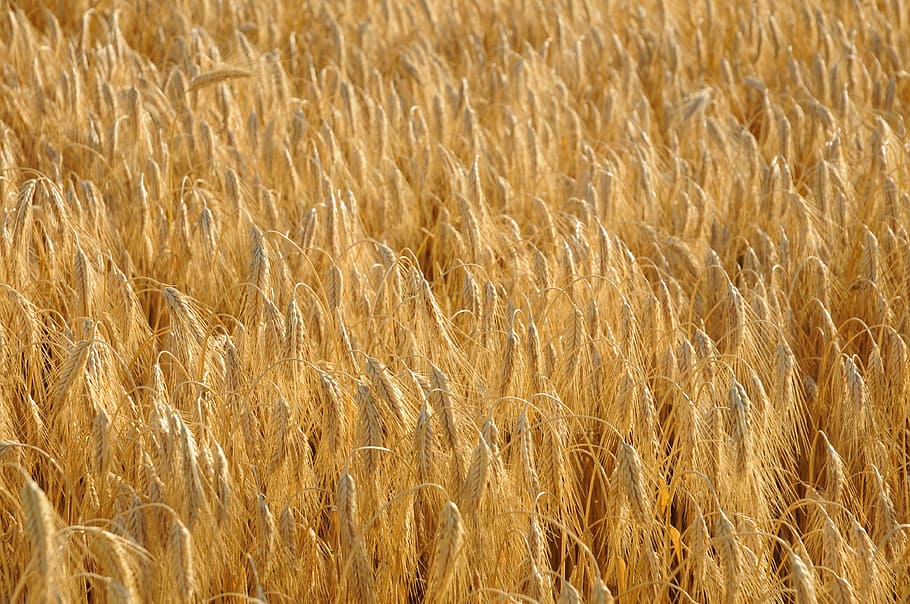 Cereals, Wheat, Field, Grain, agriculture, nature, crop, cereal Plant HD wallpaper