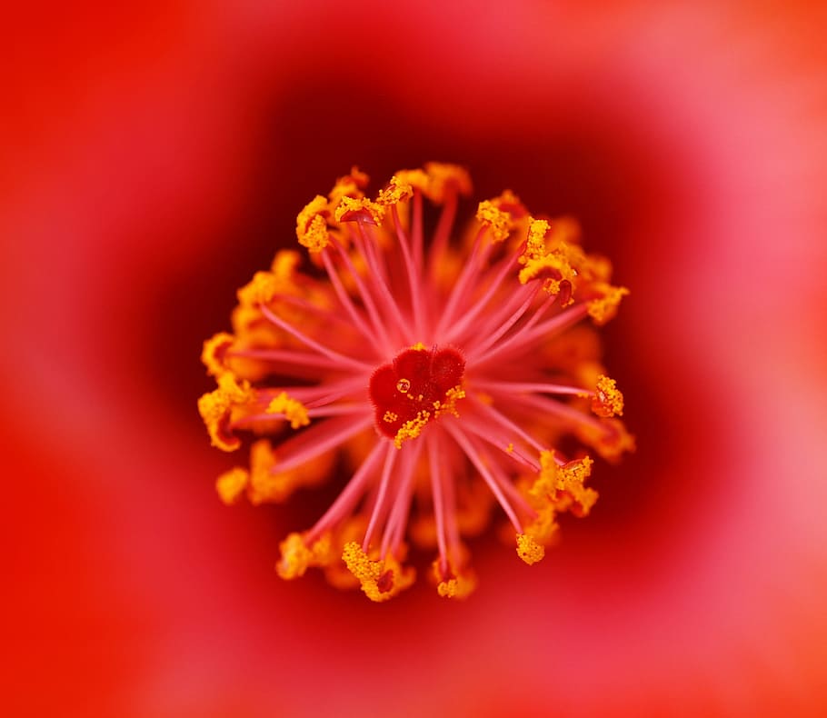 red, flower, macro, blossom, bloom, petal, blooming, bright HD wallpaper