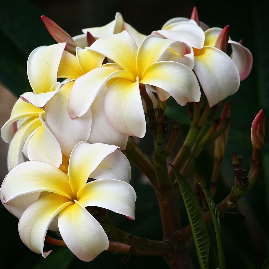 white-and-yellow plumeria flower in full bloom, flowers, botanical